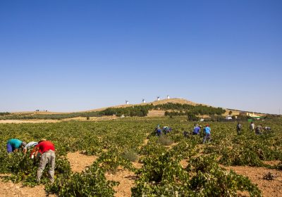 Calidad e incremento de cosecha marcan tramo final de vendimia viñedo