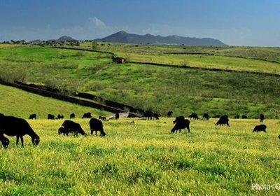 «Caravana negra» de oveja merina, cerca de Castilla-La Mancha