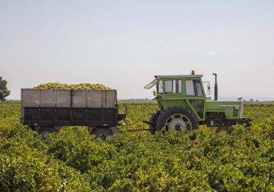 Califica de “ocurrencia sin sentido” incluir la variedad Airén en regadío en la reestructuración de viñedo arranque de viñedo
