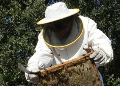 Insiste en importancia de Plan Nacional Apícola orientado al apicultor profesional