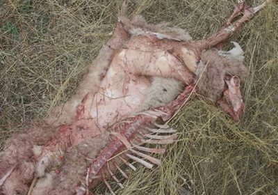 Los lobos atacan de nuevo en la Sierra Norte de Guadalajara