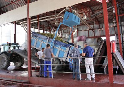 Miguel Esteban espera una de las mejores cosechas de uva de últimos años