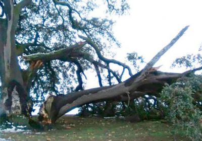 Declaran dos nuevos árboles singulares en Castilla-La Mancha