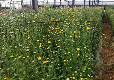 Productores de flores afrontan Todos los Santos sumidos en el pesimismo