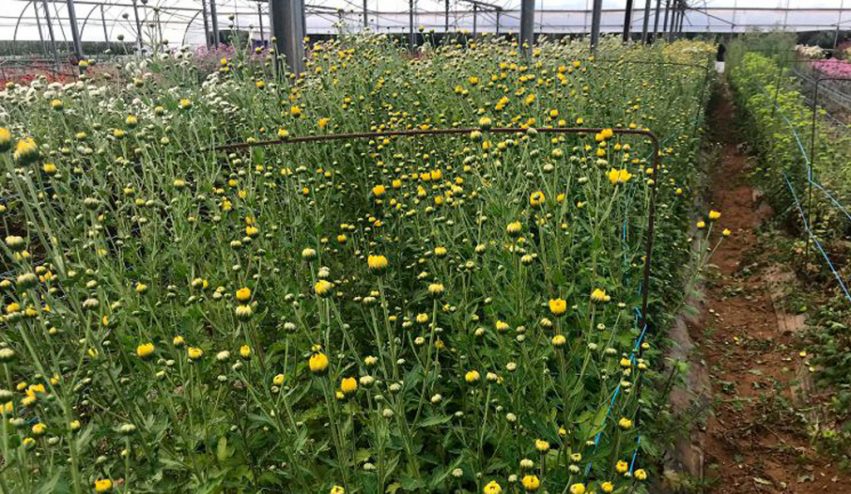 flor-cortada-no-florecida-alta