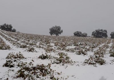¿Qué ayudas para la actividad agraria contempla la declaración de zona afectada gravemente?