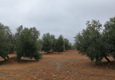La campaña de aceite de oliva prosigue con un buen ritmo en la comercialización