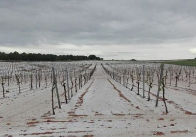 25 marzo finaliza plazo para asegurar uva vino frente a heladas