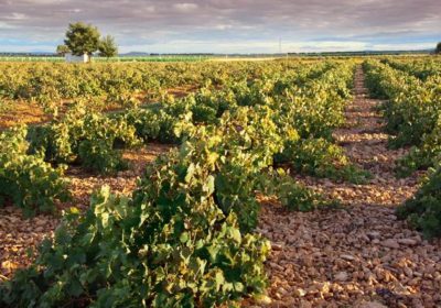 Hasta 15 octubre. Plazo autorizaciones viñedo viñas