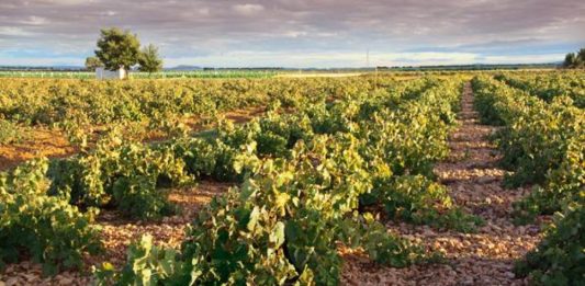 viñas