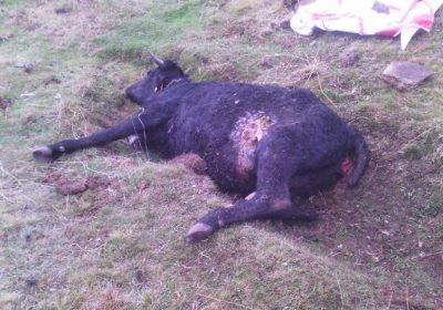 Lobos atacan al ganado en regiones colindantes a Castilla-La Mancha