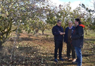 Guadalajara multiplica por 10, en tres años, las hectáreas de pistacho