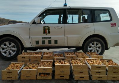 Decomisan 160 kilos de níscalos recogidos en montes públicos de Guadalajara