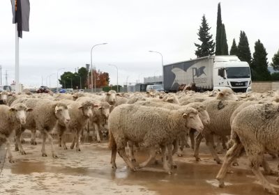 Más de 2.000 ovejas trashumantes cruzan Manzanares (Ciudad Real)