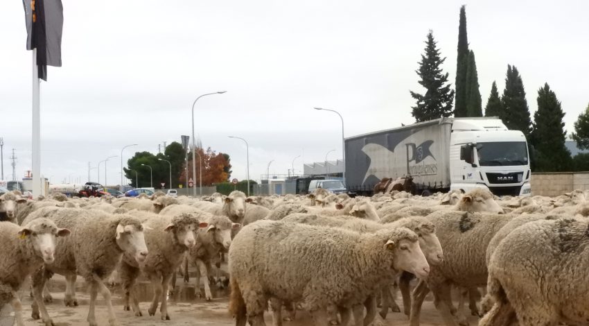 Más de 2.000 ovejas trashumantes cruzan Manzanares (Ciudad Real)