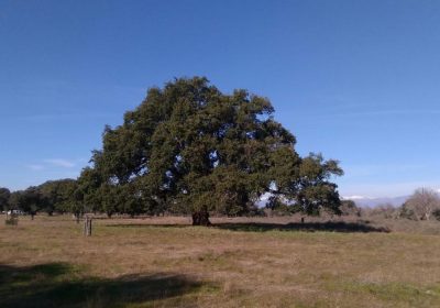 Castilla-La Mancha cuenta ya con diez árboles singulares
