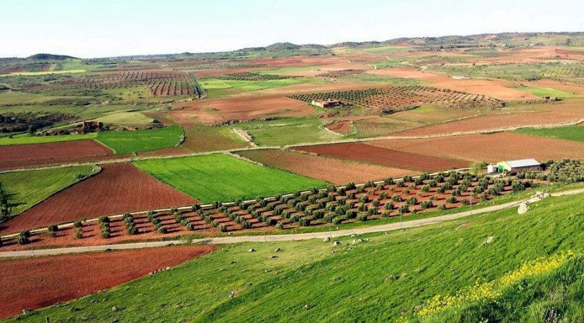 ¿Por qué triunfan los quesos elaborados en el Campo de Montiel? parcelas