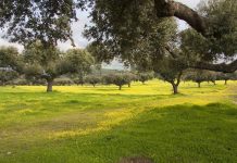 Castilla-La Mancha paga el anticipo de los ecorregímenes de la PAC 2026 pastos