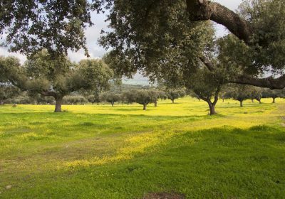 Las comunidades autónomas establecerán la proporción de pastos en la nueva PAC pastos