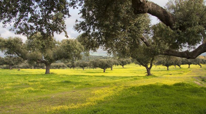 Castilla-La Mancha paga el anticipo de los ecorregímenes de la PAC 2026 pastos