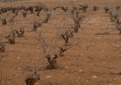 Pesimismo por la situación climatológica y sus efectos en los cultivos