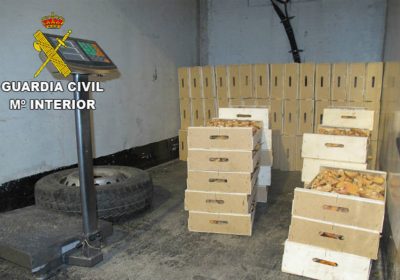 La Guardia Civil requisa una tonelada de níscalos en Guadalajara