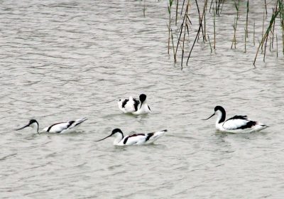 Crearán base de datos aves silvestres claves en propagación gripe aviar