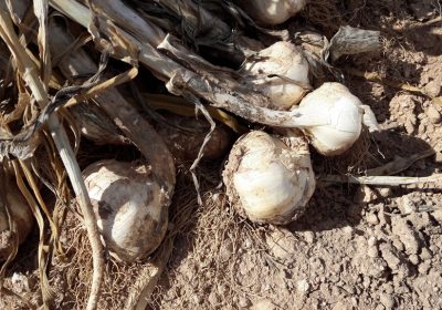 Castilla-La Mancha registra su mayor siniestralidad agraria en última década