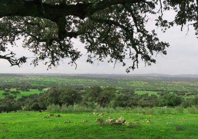 El otoño, la mejor época del año para repoblar las dehesas dehesa