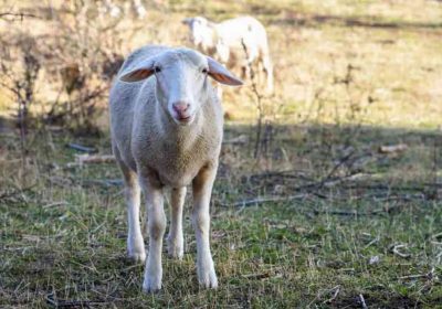 Alerta sobre descenso de ganaderos de ovino y caprino de leche
