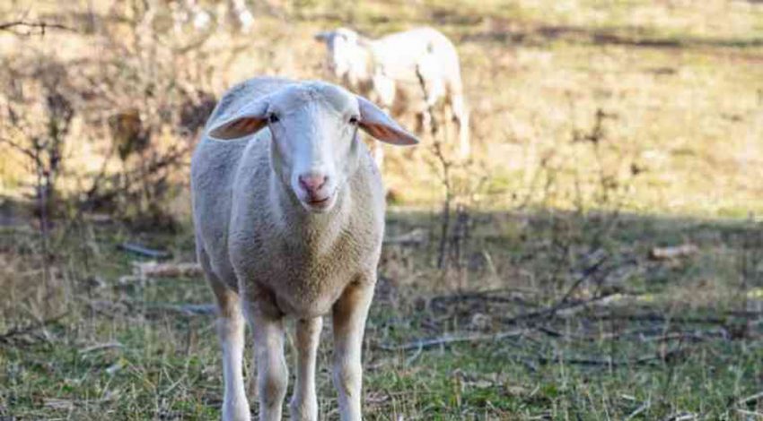La ayuda asociada para ovino asciende a 11,8 euros por animal