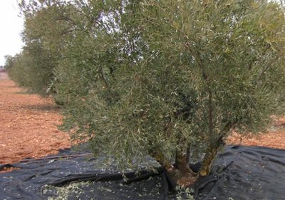 La campaña de aceituna de Castilla-La Mancha no será de récord pero se le aproximará