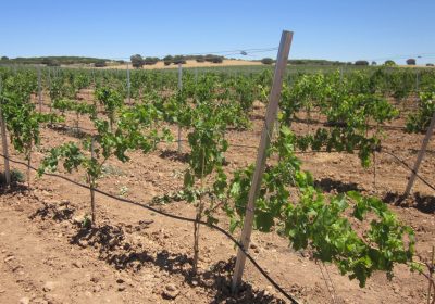 Advierten de dificultades para encontrar materiales para la reestructuración de viñedo