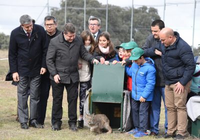 Reintroducen 14 nuevos ejemplares de linces en su hábitat natural