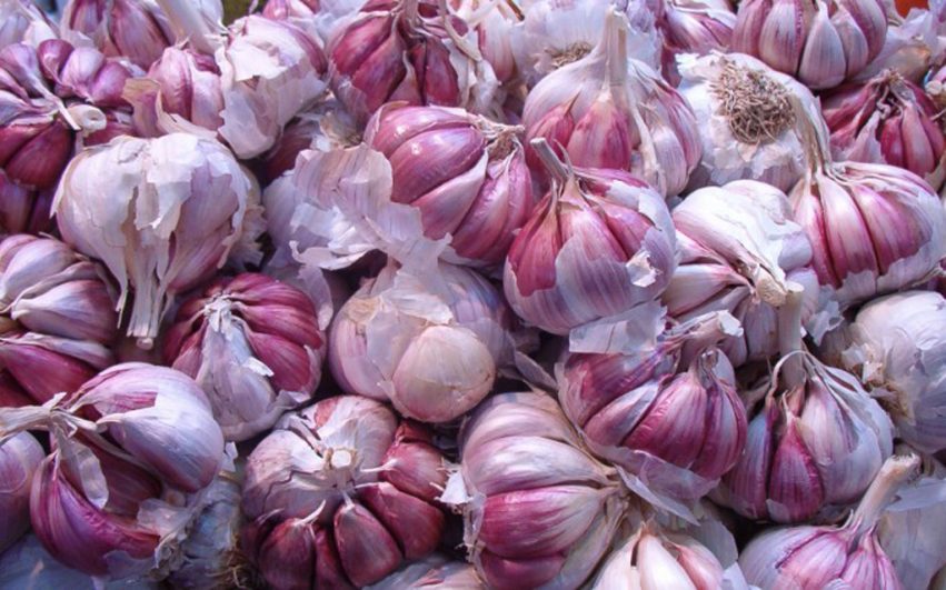 ajo morado