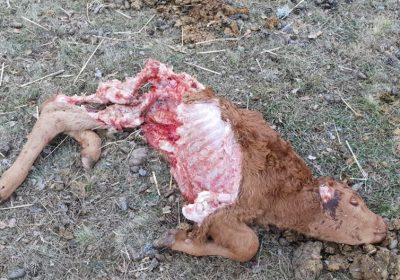 Un mes tras el ataque. Ayudas por daños del lobo ibérico en el ganado