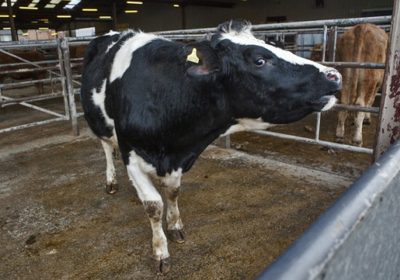 Parlamento Europeo quiere endurecer requisitos del bienestar animal en el transporte