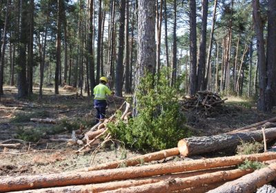 Recuerda a empresas ayudas en inversiones en tecnologías forestales