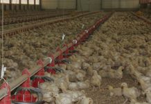 Detectada la enfermedad de Newcastle, que afecta a las aves granja de pollos