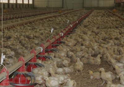 Garantiza la subida salarial del Convenio Colectivo de Mataderos de Aves y Conejos granja de pollos