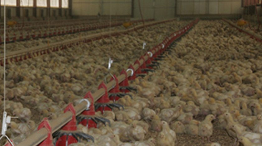 Castilla-La Mancha autoriza el enterramiento in situ de aves por la enfermedad de Newcastle granja de pollos