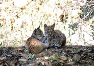 70 crías de lince ibérico nacidas en estado salvaje en Castilla-La Mancha