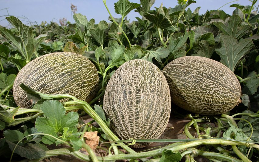 Melón de La Mancha