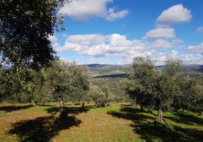 ASAJA Ciudad Real pide reforzar la vigilancia en las zonas olivareras olivos