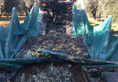 ASAJA recomienda llevar la aceituna a diario a cooperativas y almazaras