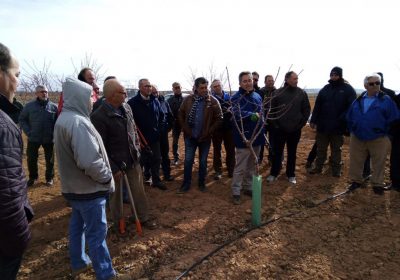 Agricultores de Villacañas se forman en la poda del almendro