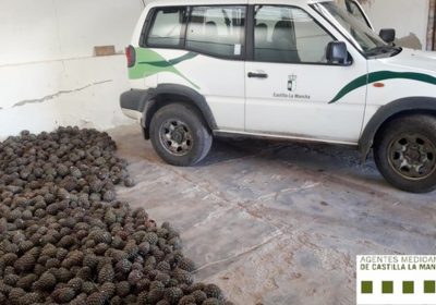 Agentes Medioambientales decomisan 600 kilos de piñas recogidas de forma irregular