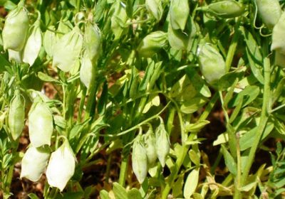 Trasladan al Gobierno de Castilla-La Mancha la necesidad de proteger la lenteja