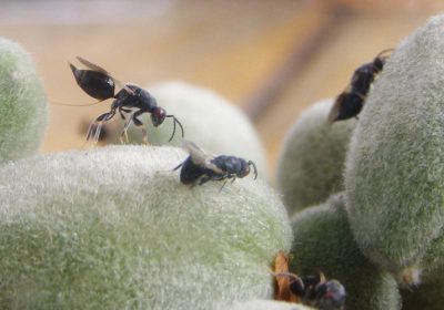 ASAJA Albacete valora declaración de plaga de la avispilla del almendro