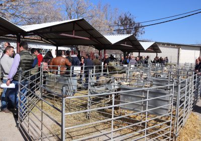 Manzanares, punto de encuentro de las ganaderías de raza ovina manchega